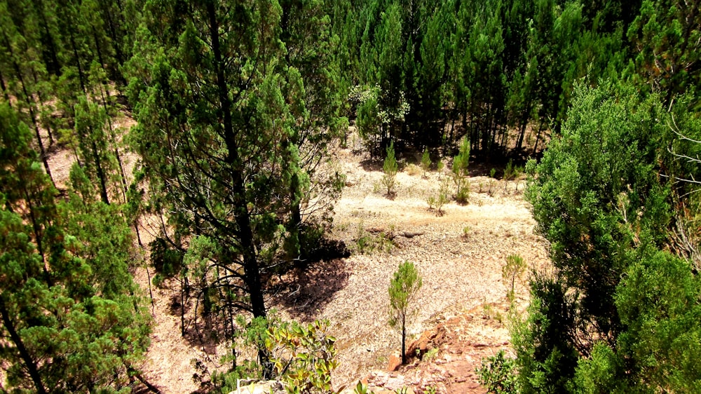 a forest filled with lots of green trees