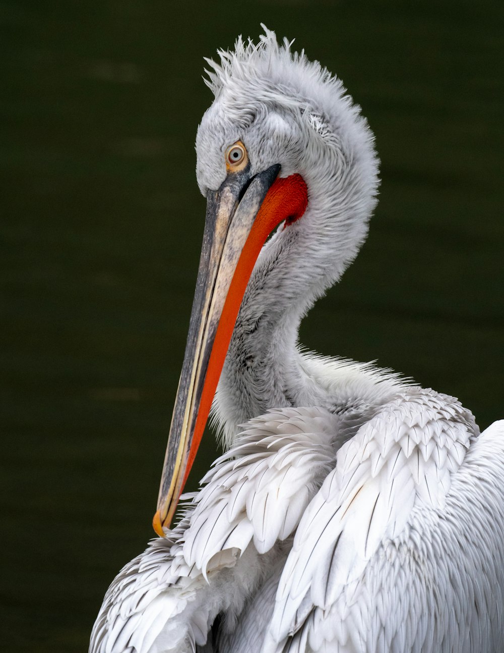 a large white bird with a long orange beak