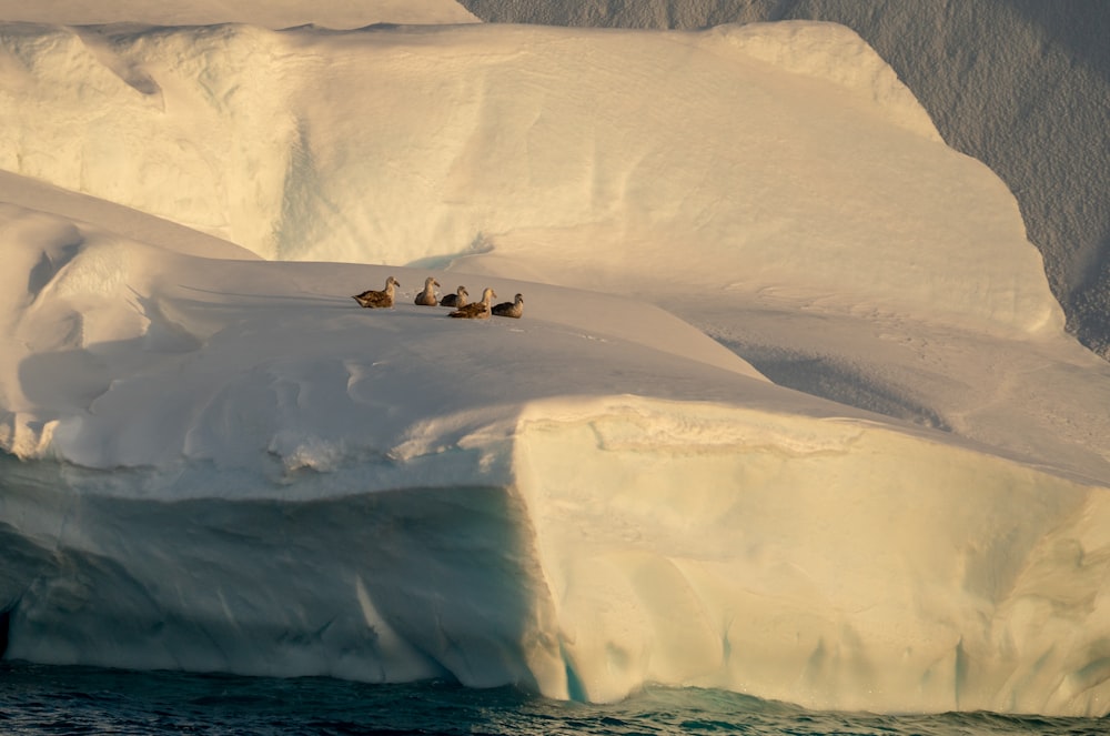 a group of birds sitting on top of an iceberg