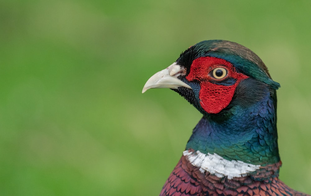 a close up of a colorful bird with a green background
