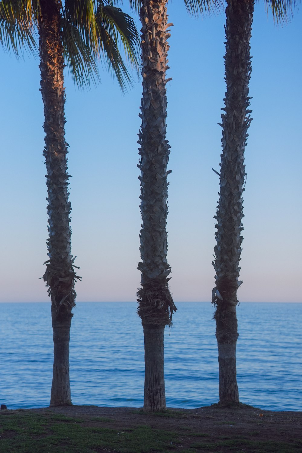 a row of palm trees next to a body of water