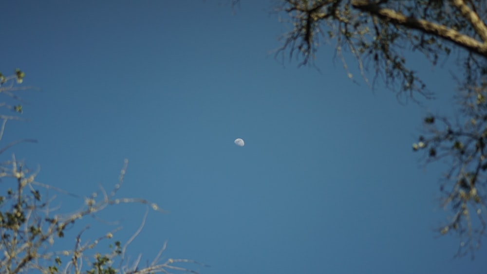 a half moon seen through the branches of a tree