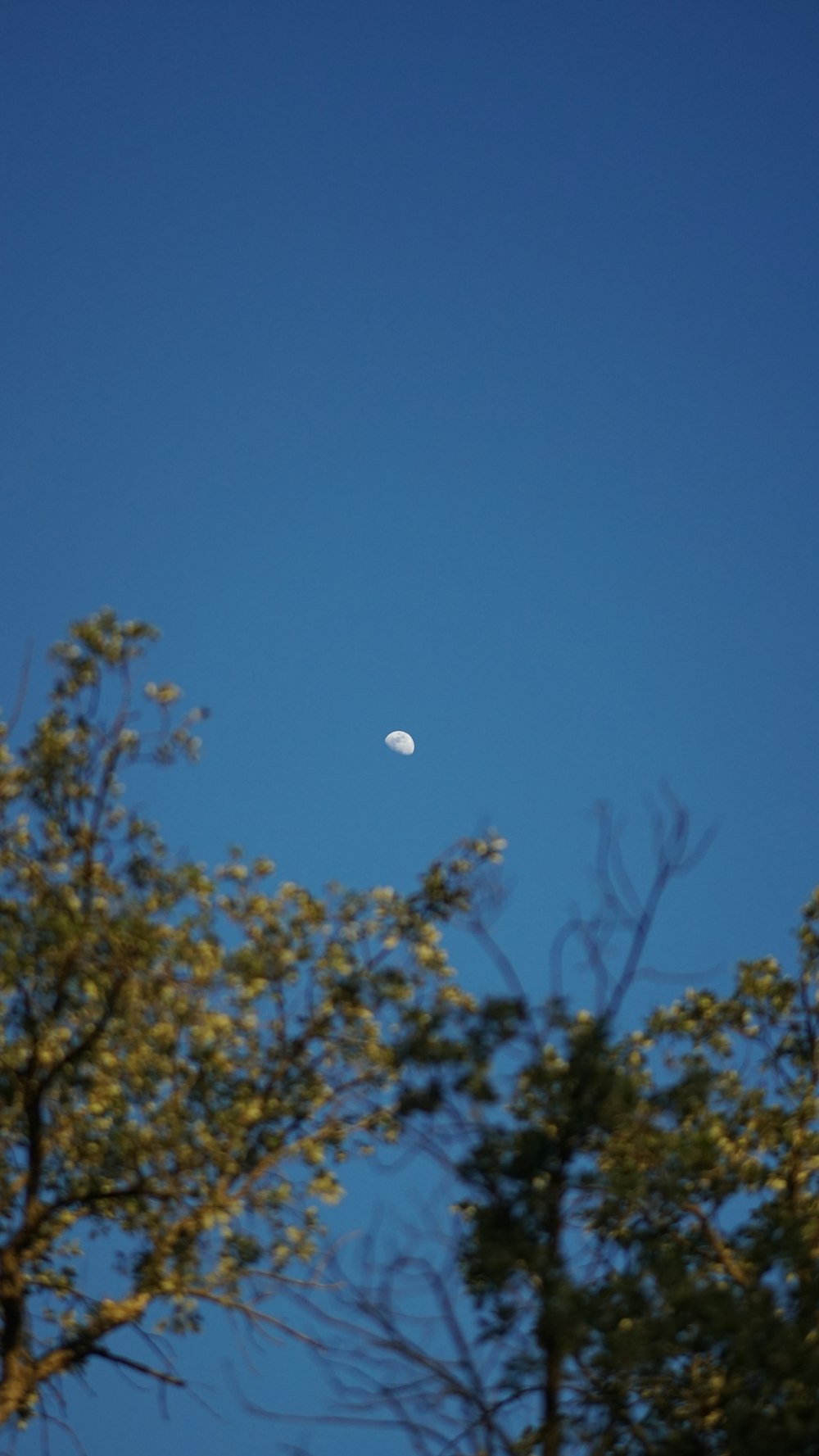 a half moon is seen through the trees