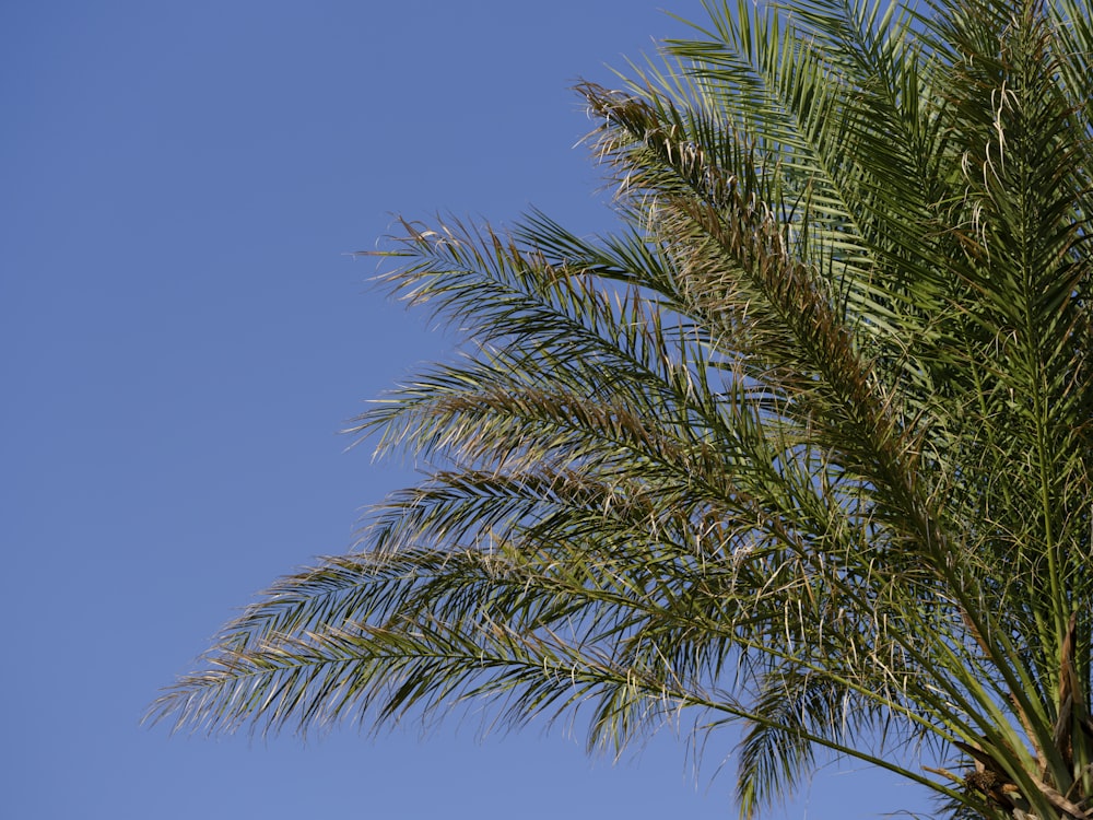 a palm tree with a clear blue sky in the background