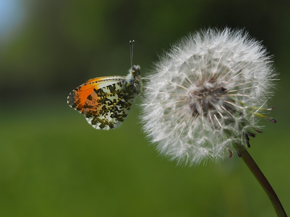 an orange and white butterfly sitting on a dandelion