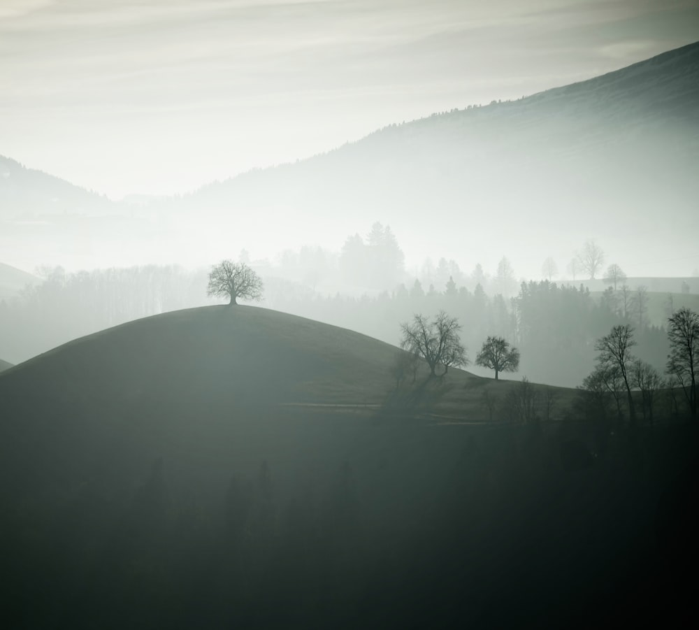 a black and white photo of trees on a hill