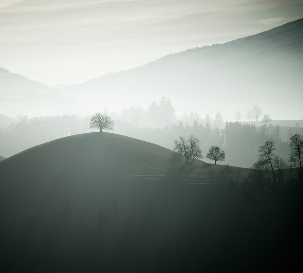 Ein Schwarz-Weiß-Foto von Bäumen auf einem Hügel