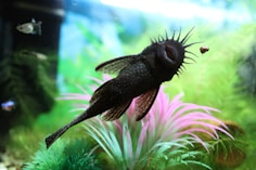 a fish that is swimming in some water