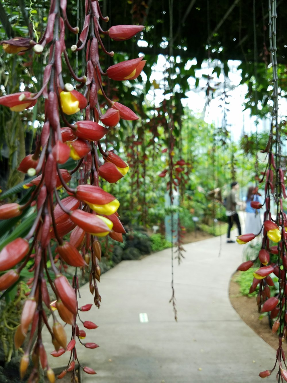 a walkway with a bunch of red and yellow flowers hanging from it
