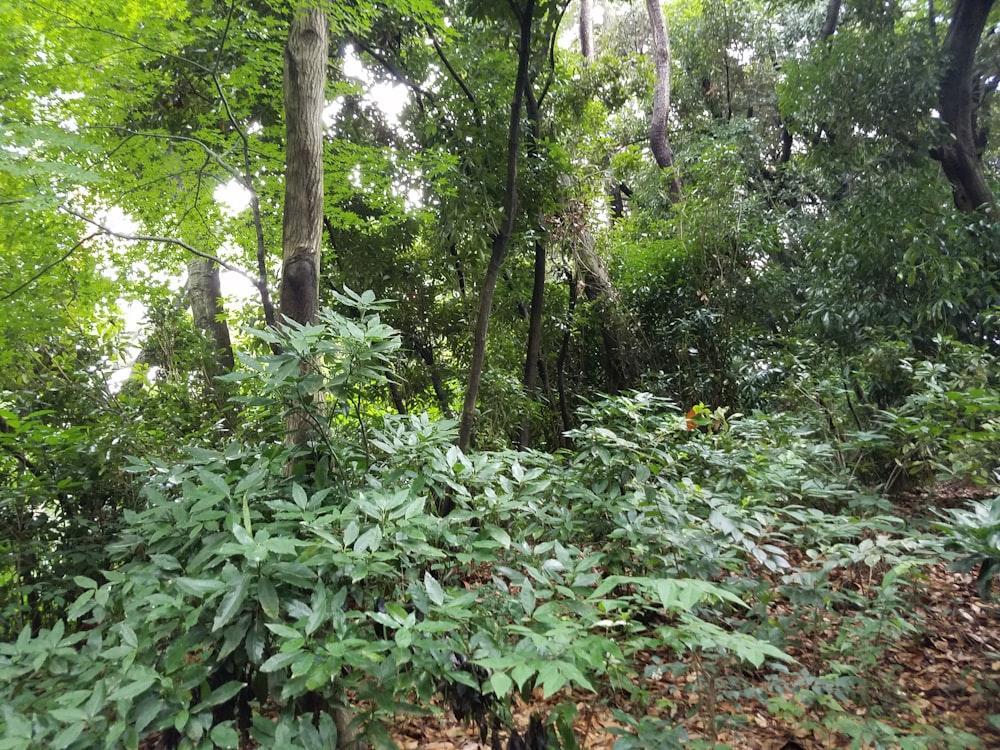 a wooded area with lots of trees and plants