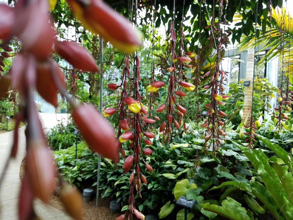 un jardin rempli de nombreux types de plantes différentes