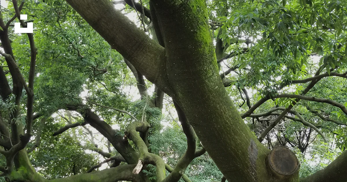 Very Tree A very large tree with a very long trunk photo – Free Tree Image on ...