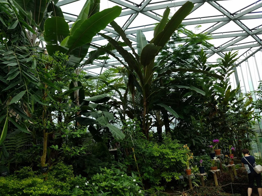 a greenhouse filled with lots of green plants