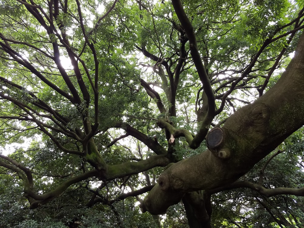 a large tree with lots of green leaves