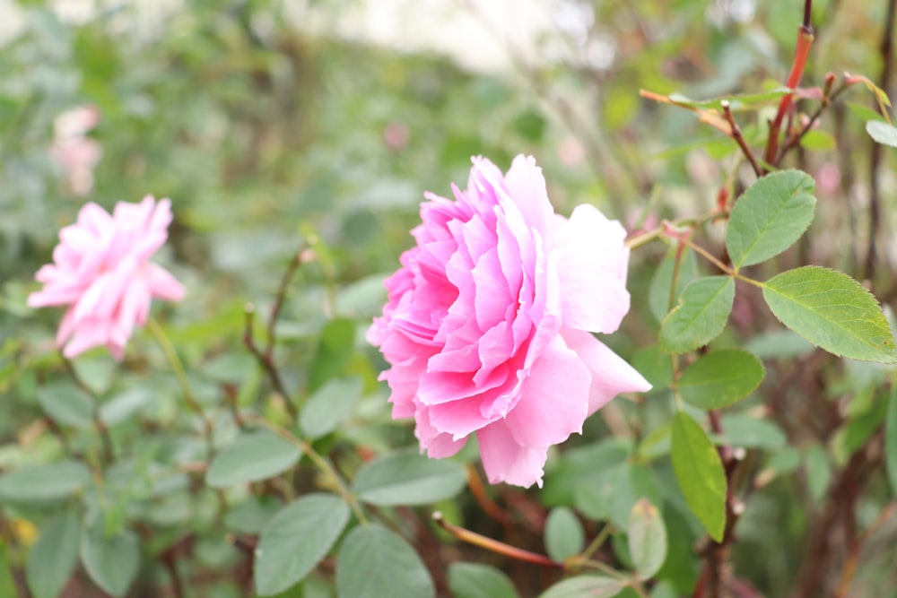 uma rosa rosa está florescendo em um jardim