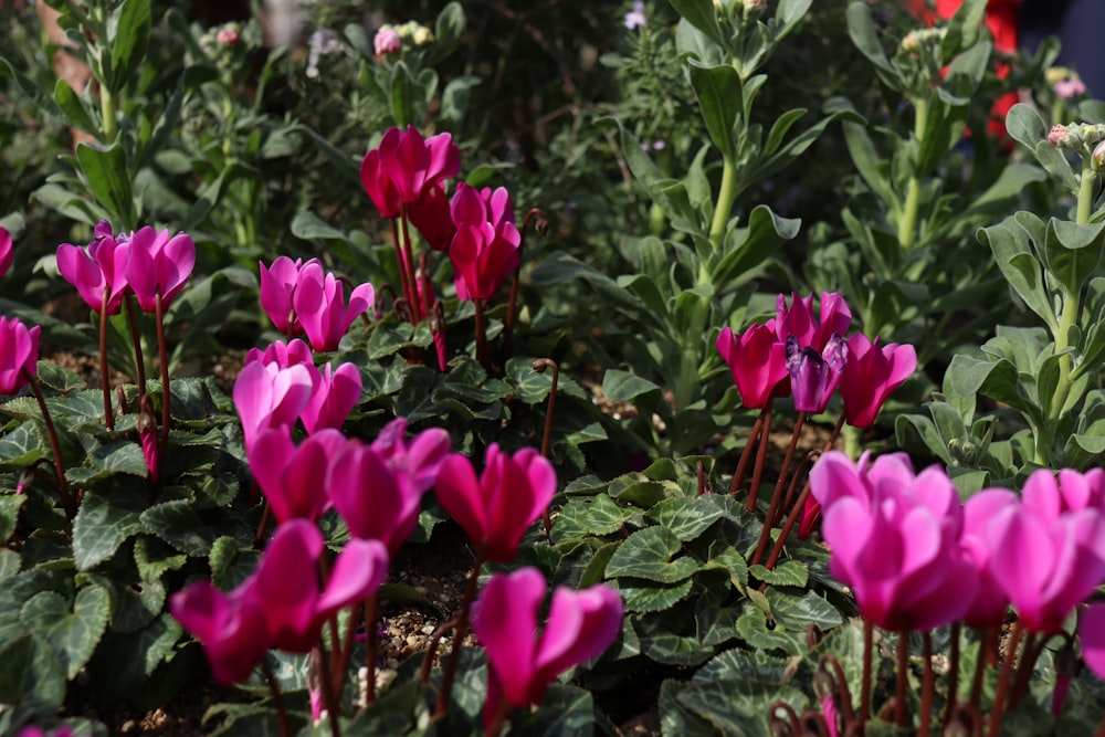 a field of pink flowers with green leaves