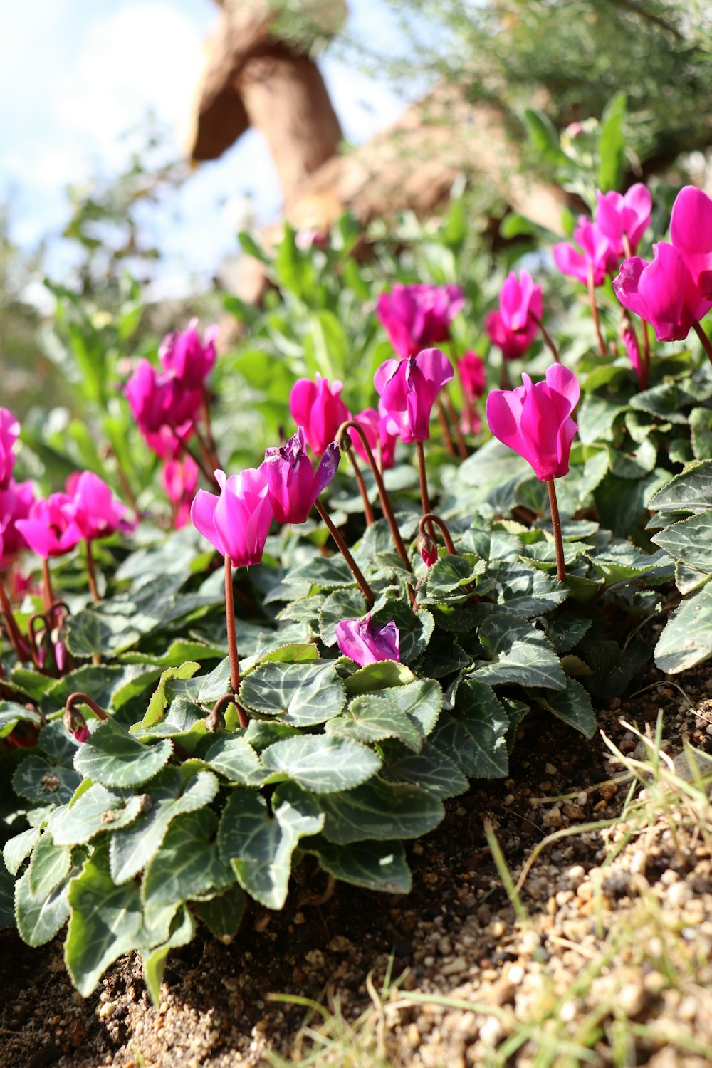 a group of pink flowers growing in the dirt