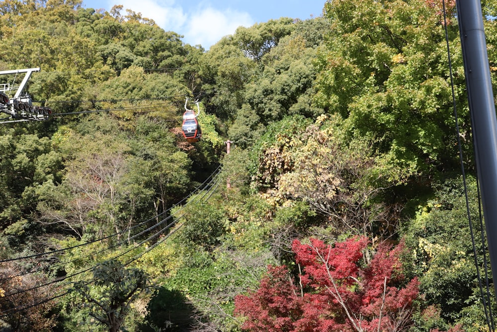 a cable car going through the trees on a sunny day