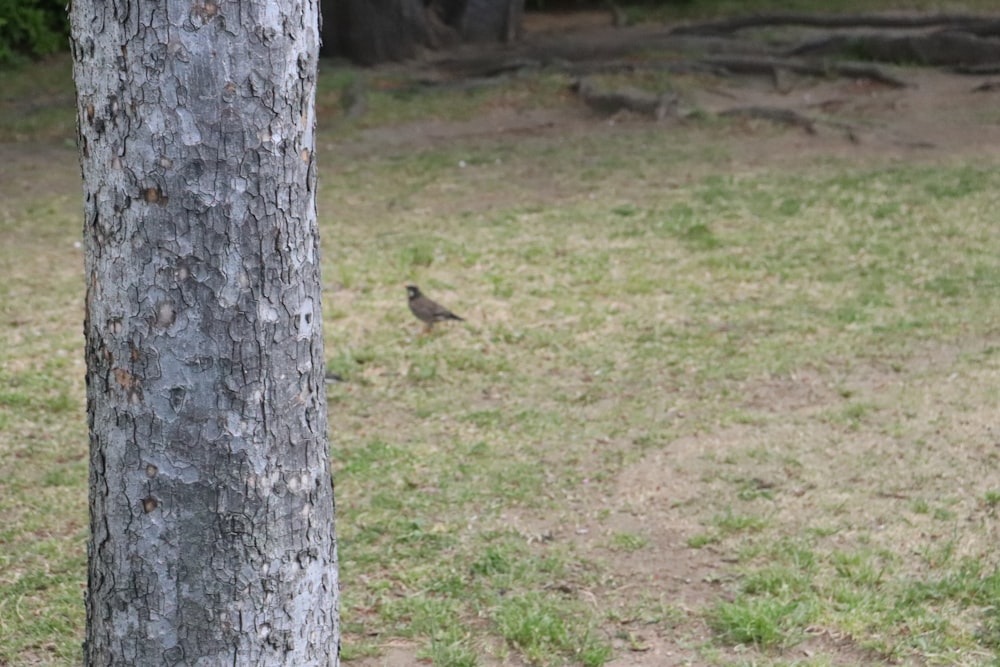 a small bird standing next to a tree