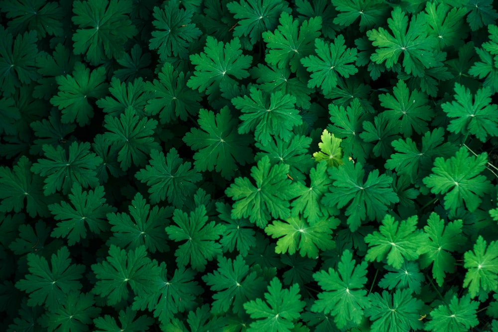 an overhead view of a group of green leaves