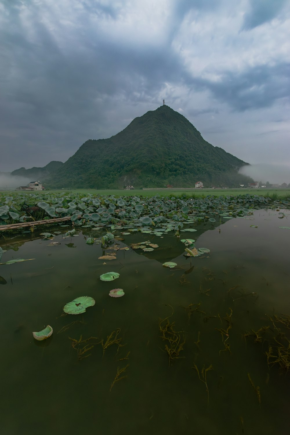 a large body of water with lily pads floating on top of it