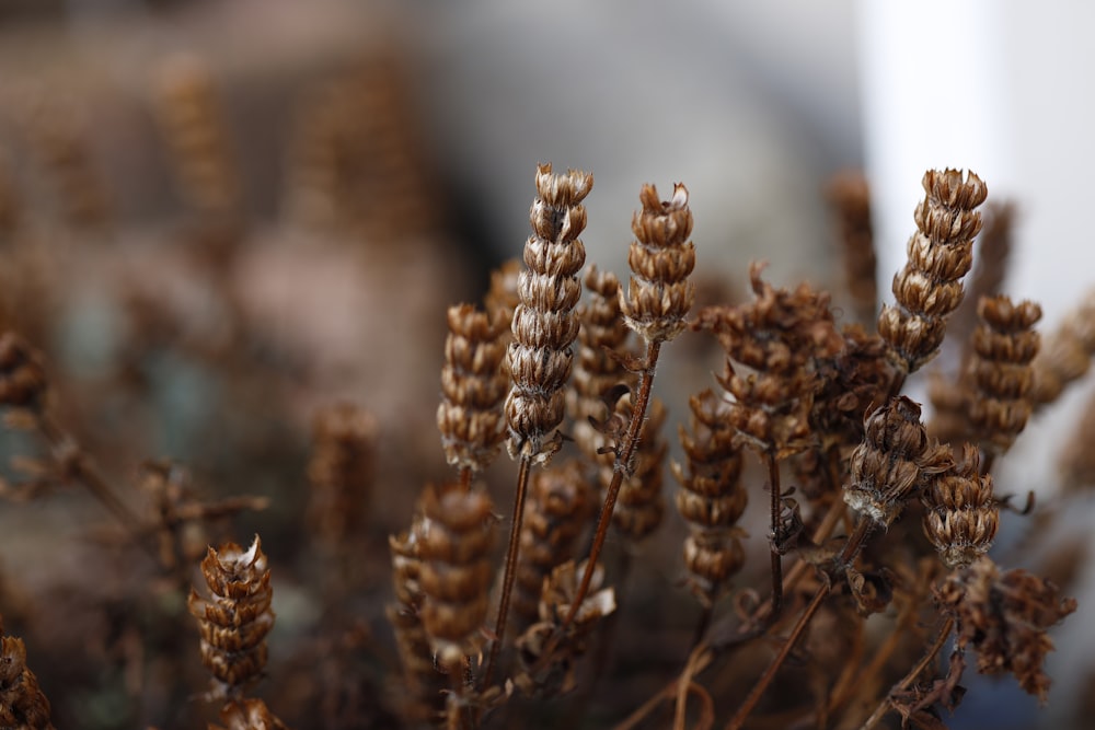 a close up of a bunch of brown flowers