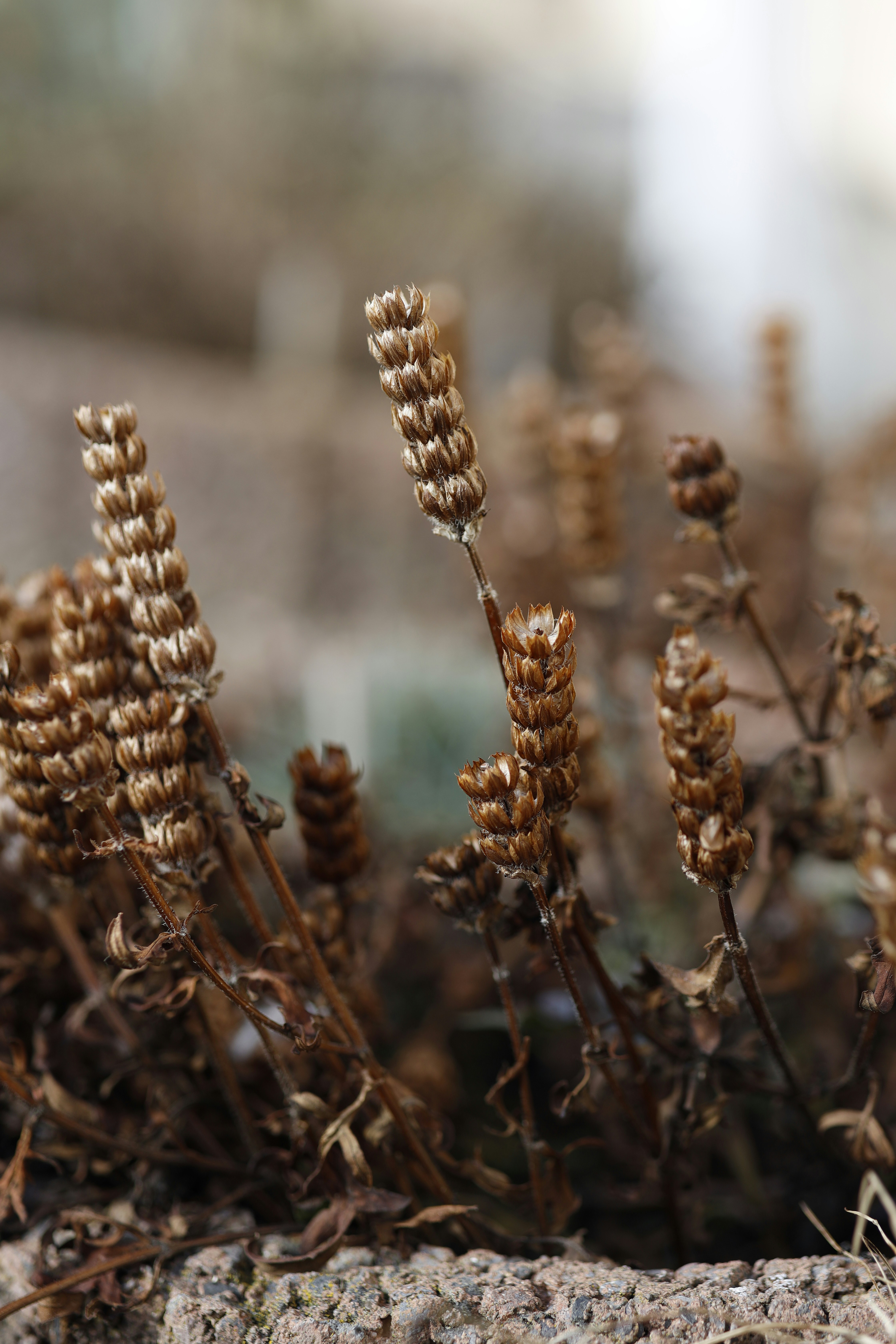 a close up of a plant with dirt on the ground