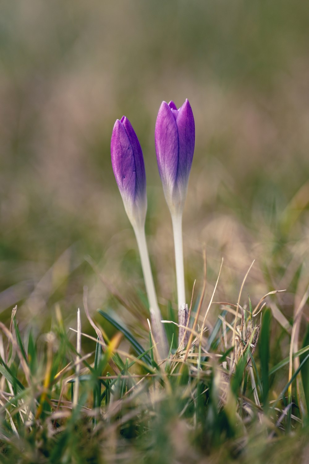 a couple of purple flowers sitting on top of a lush green field