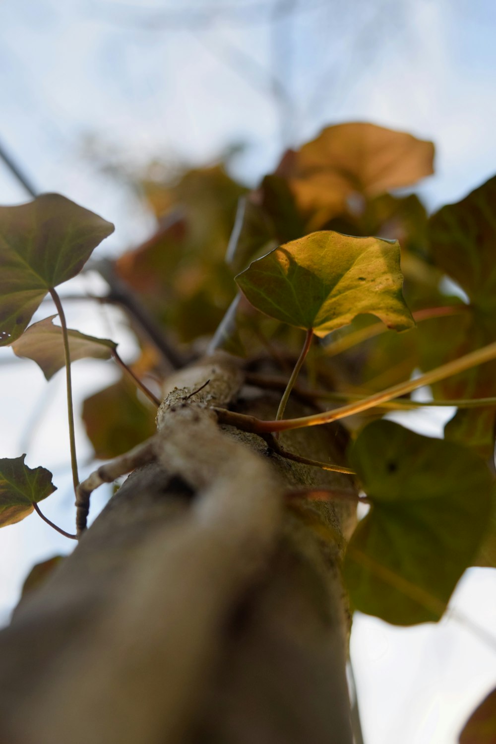 a branch with leaves on it with a sky background