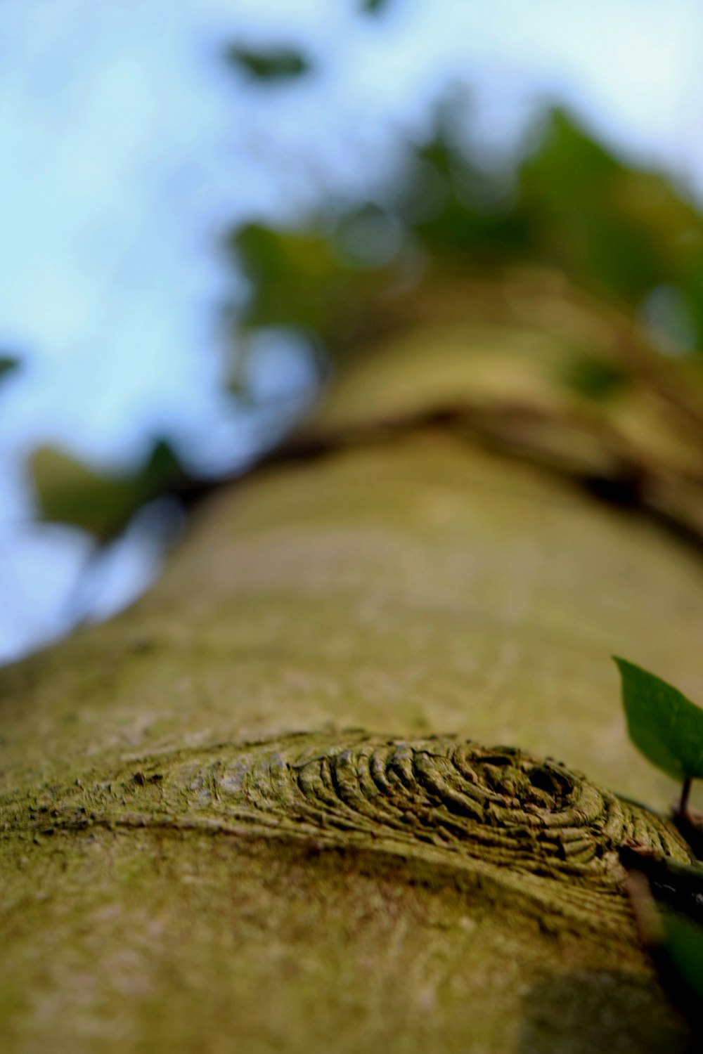 a close up of a tree trunk with a leaf on it