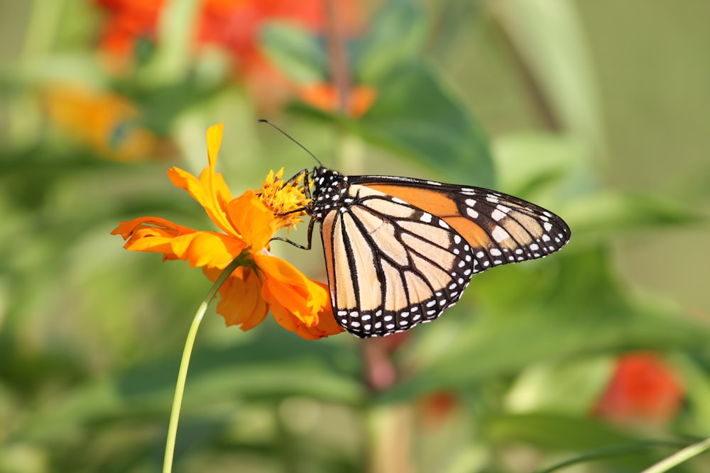 a close up of a butterfly on a flower