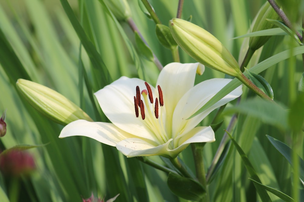 a white flower with red stamens in a field