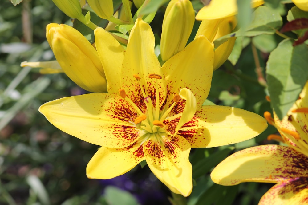 a close up of a yellow flower in a garden