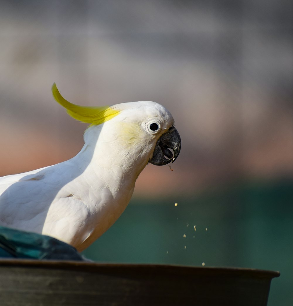 a white and yellow bird with a black beak