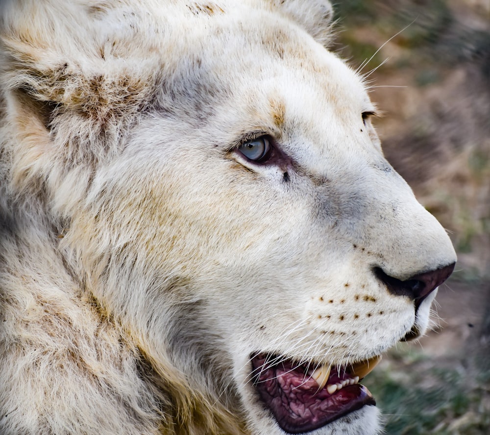 a close up of a white lion with blue eyes