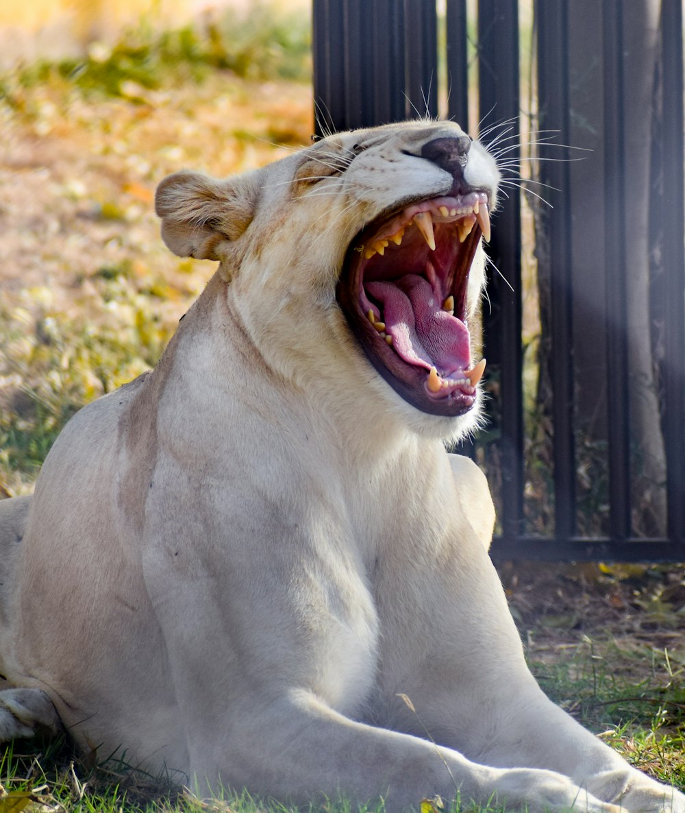 a white lion yawns while sitting in the grass