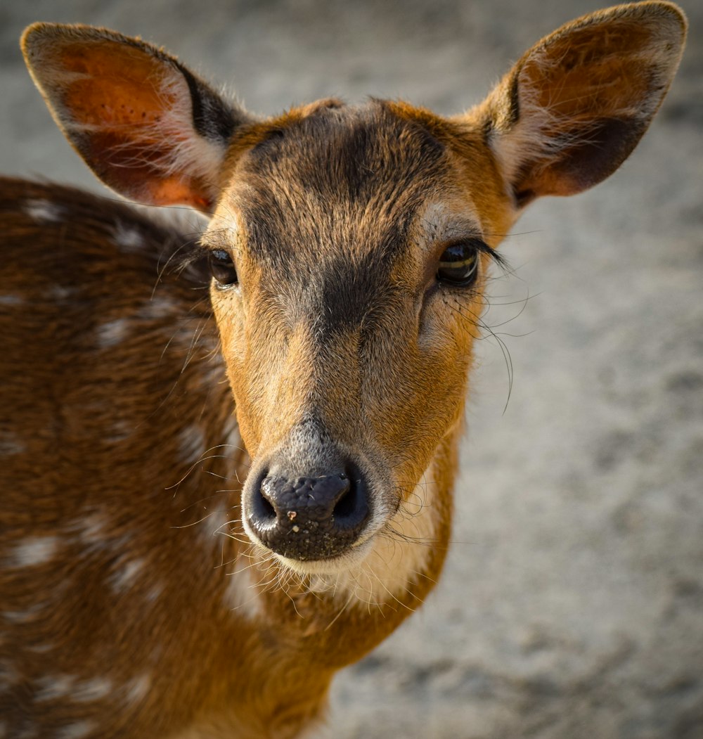 a close up of a small deer looking at the camera