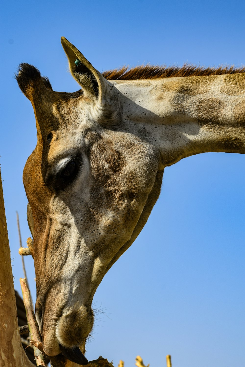 a close up of a giraffe eating from a tree