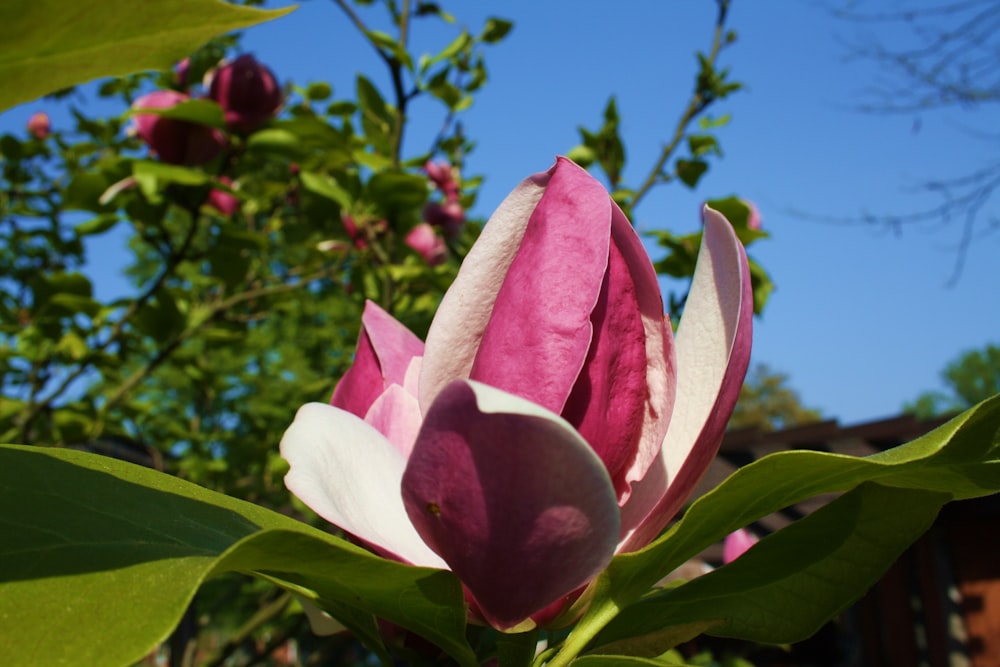 a pink and white flower with green leaves