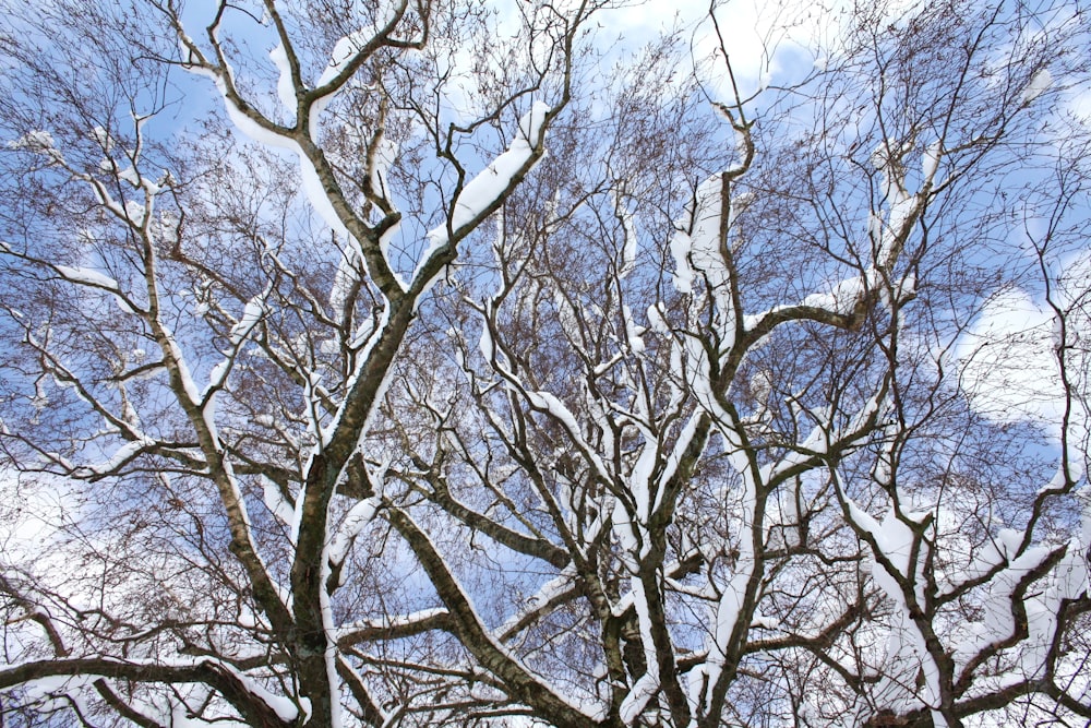 a tree with no leaves and no leaves on it