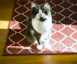 a black and white cat sitting on a rug