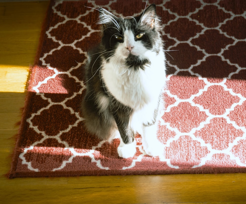 a black and white cat sitting on a rug