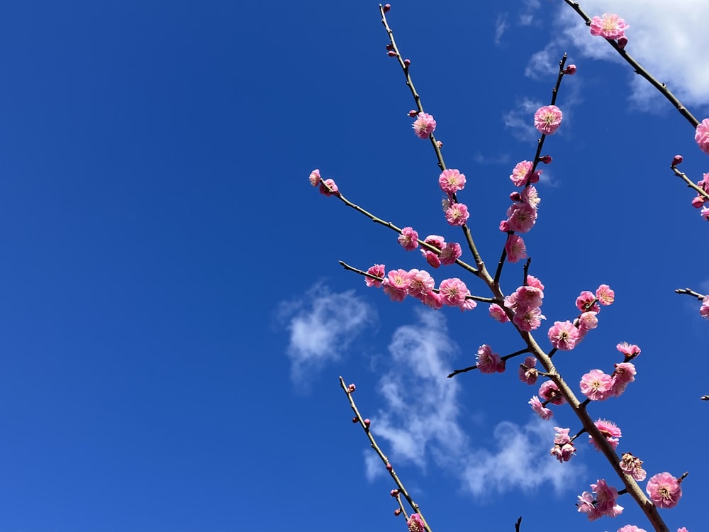 a tree with pink flowers and a blue sky in the background