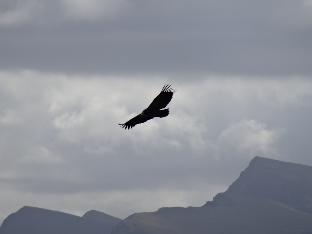 a bird flying in the sky with mountains in the background