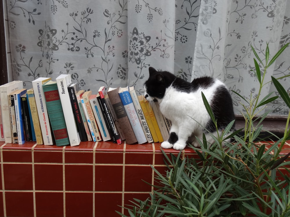 a black and white cat sitting on top of a bookshelf