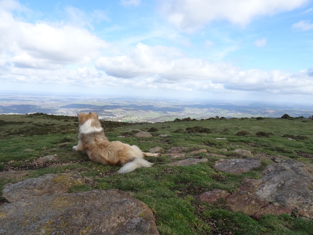 a brown and white dog sitting on top of a lush green hillside
