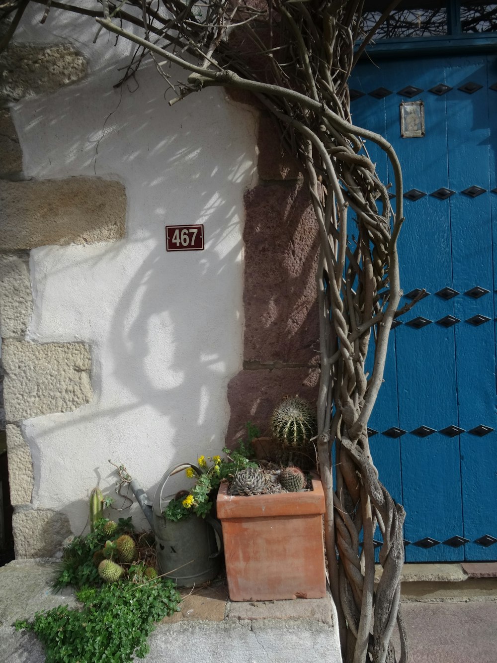 um vaso de planta ao lado de uma porta azul