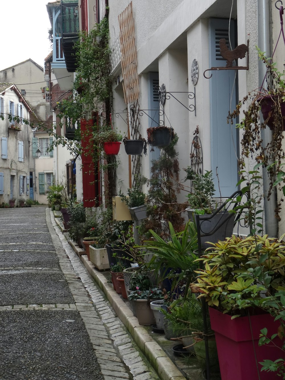 a narrow street lined with potted plants