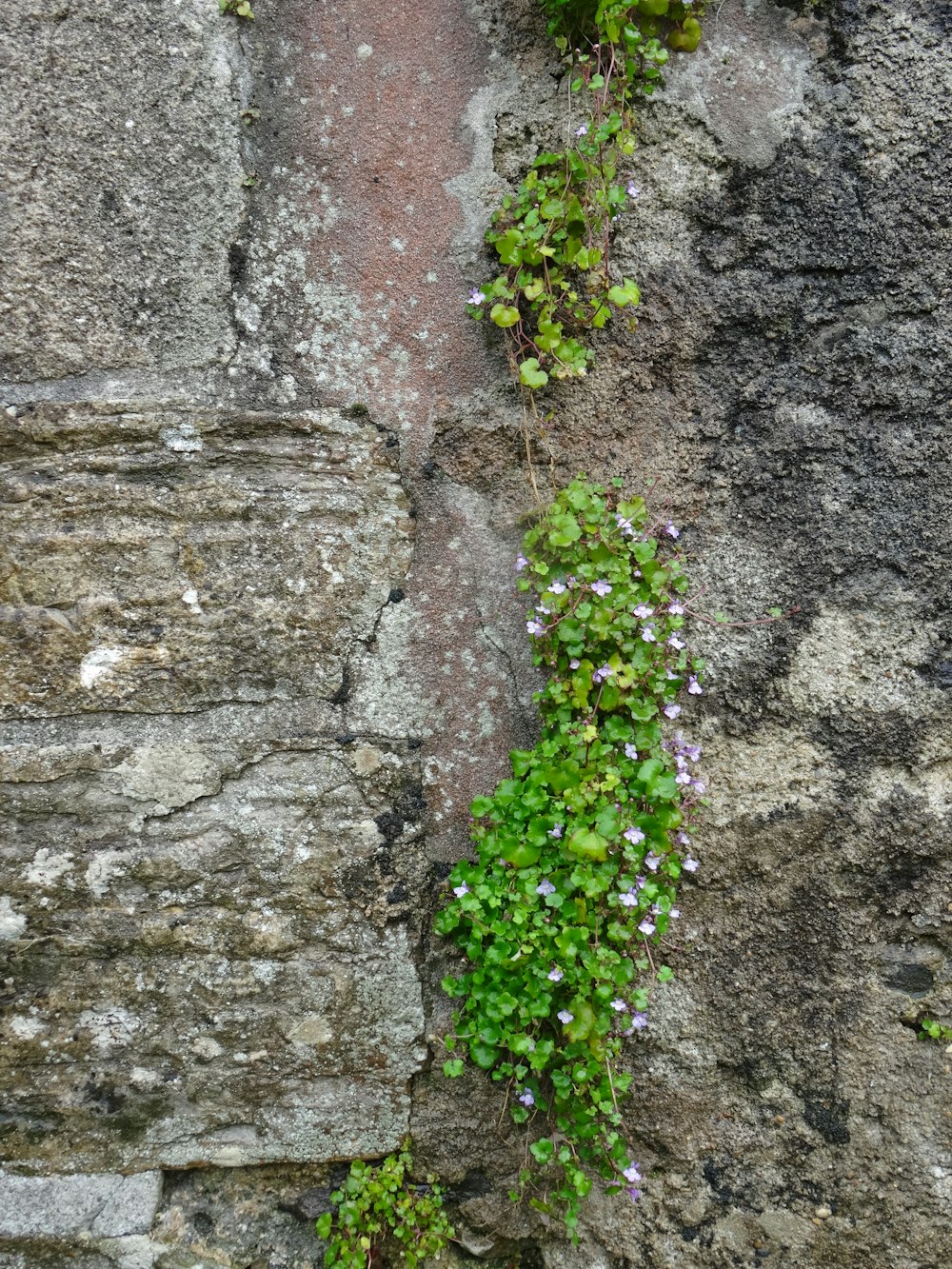 a plant growing on the side of a stone wall