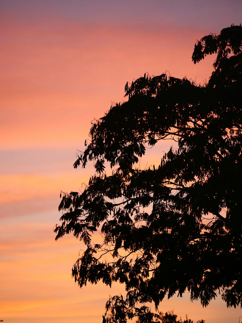 a tree is silhouetted against a sunset sky